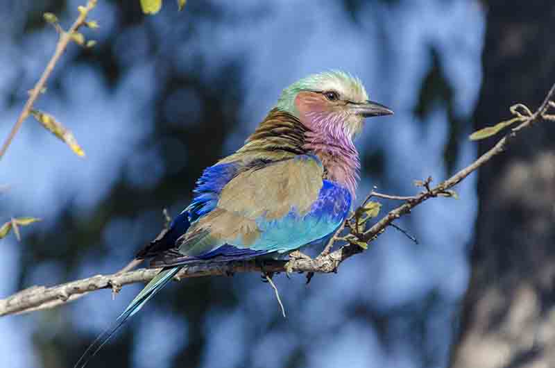 Carrack Lilac Brested - reserva Sabi Sands - Sudáfrica 1.jpg